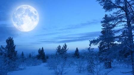 Snowy Wooded Field - sky, trees, winter, field, forest, full moon, blue, snow, firefox persona theme