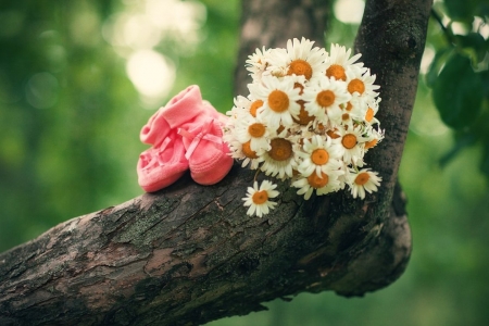 ♥ - daisies, abstract, flowers, soft