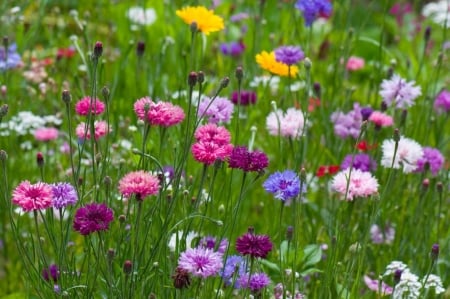 â™¥ - flowers, photography, fields, abstract