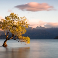 Lonely Tree in the Lake