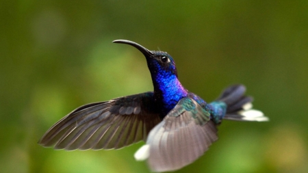 Hummingbird Flight - bird, animal, flight, wings, hummingbird