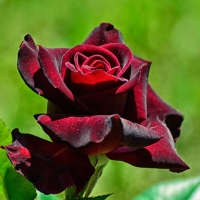 Red Rose