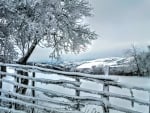 snow in the early spring