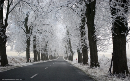 Winter Road - hoarfrost, trees, alley, winter, avenue, road