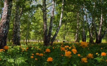 Birches and Flowers