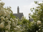 Roses in Jerusalem