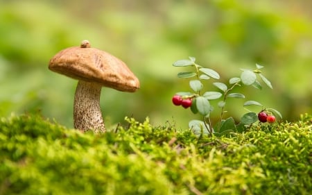 Mushroom with Snail - berries, nature, mushroom, snail