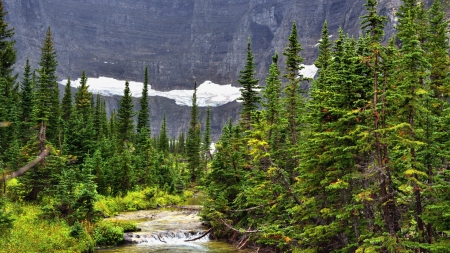 Forest River in the Mountains