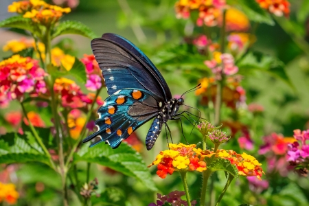 spring flowers and butterflies