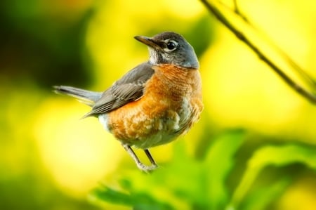 Cute Robin on the Branch