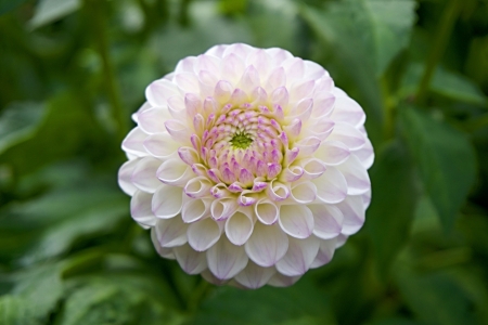 Lovely Dahlia - flowers, nature, macro, dahlia, petals