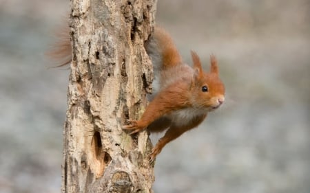 Squirrel - animal, squirrel, cute, veverita, tree