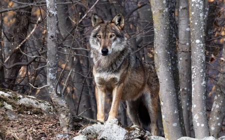 Wolf - lup, animal, wolf, forest, tree