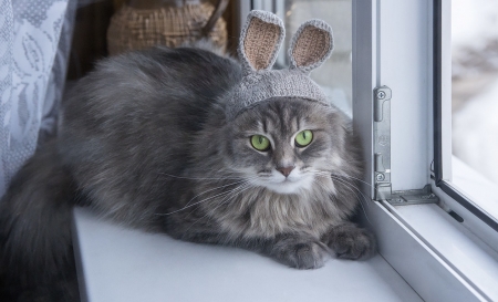 Bunny cat - ears, bunny, cat, easter, pisica, animal, funny, cute, daykiney