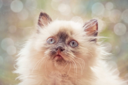 Kitten - face, bokeh, cat, animal, eye, cute, pisica, kitten