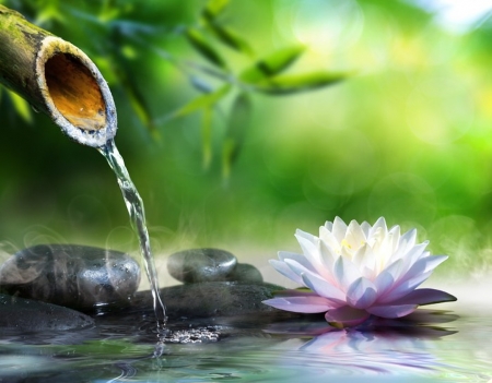 Zen garden - Stones, Bamboo, Water, Waterlily