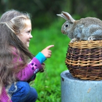 Easter Bunny