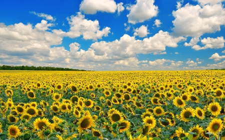 Sunflower Field - clouds, sunny, sunflower, nature, field