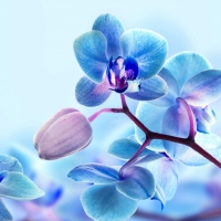 Blue Orchid Flowers