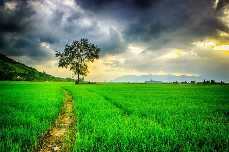 Lonely Tree on the Green Field - nature, trees, clouds, green, field, path