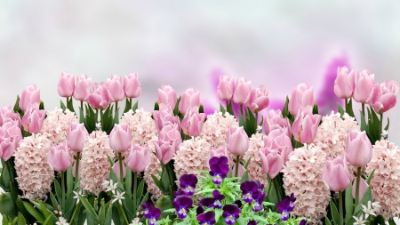 Spring Flowers - purple, pink, tulips, flowers, spring, pansies, hyacinth