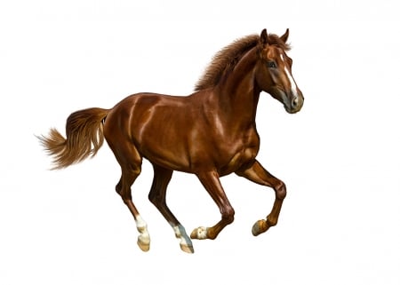 Horse - white, horse, brown, animal, cal