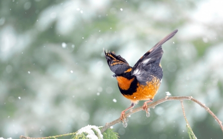 Bird - bird, black, winter, wings, pasare, orange