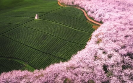 Landscape with windmill and cherry trees