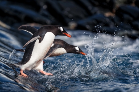 Penguins - white, penguin, pasare, bird, water, black, blue