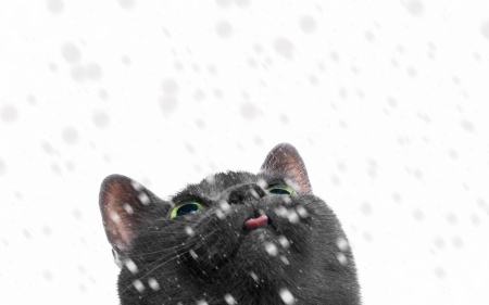 :D - winter, snowflakes, cat, pisica, grey, white, animal, iarna, tongue