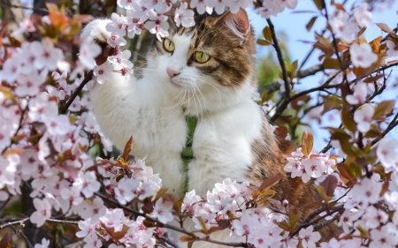 Kitten - animal, pisica, sakura, blossom, cherry, spring, tree, cat