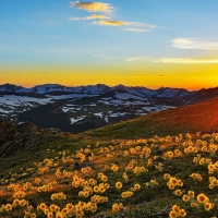 Beautiful Spring Meadow