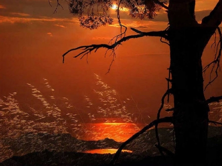 sunset - trees, nature, photography, beauty, sunsets