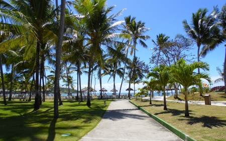 Tropical Beach - nature, beach, palms, tropic, path