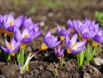 Crocuses