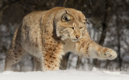 Lynx - animal, winter, pisica, paw, iarna, lynx, wild, cat