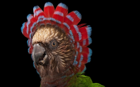 Parrot - red, pasare, bird, fan, black, parrot, deroptyus accipitrinus