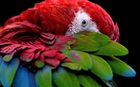 Parrot - feather, red, black, bird, parrot, blue, pasare, eye, green