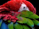 Parrot