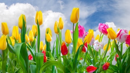 Spring Tulips - flowers, clouds, tulips, Spring, sky