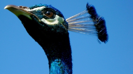 Peacock - bird, paun, peacock, blue, pasare, feather