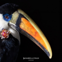 Toucan