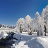 Cold Mountain and White Trees