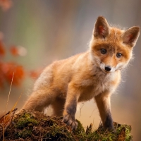 Red Fox Kit