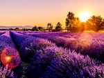 Lavender Field During Sunset