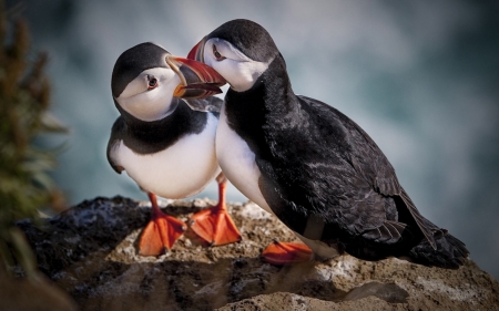 Two Black and White Birds - white, love, kissing, animal, black, birds