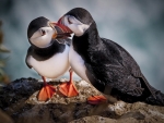 Two Black and White Birds