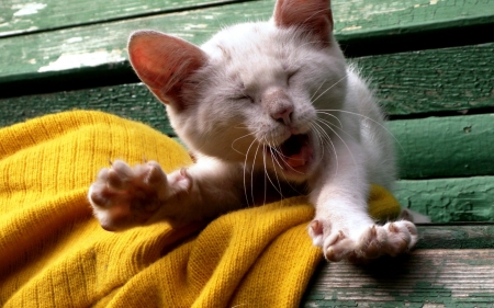 Short Coated White Kitten - white, cat, coated, animal, kitten