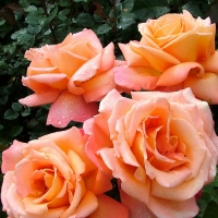 Orange Roses