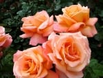 Orange Roses